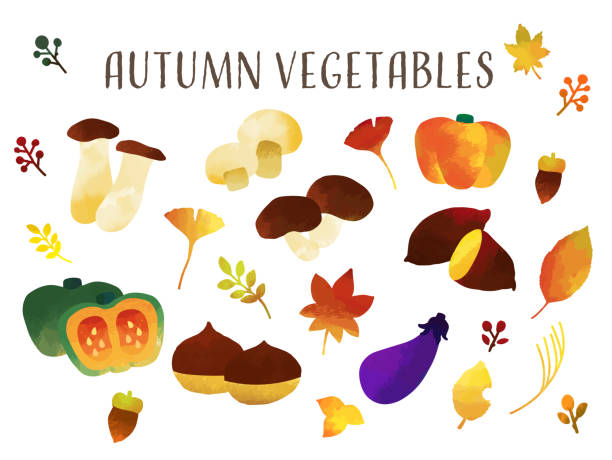 메구미의 가을 버섯과 야채 벡터 일러스트 소재/ 호박/표이타케 - eggplant vegetable food white background stock illustrations