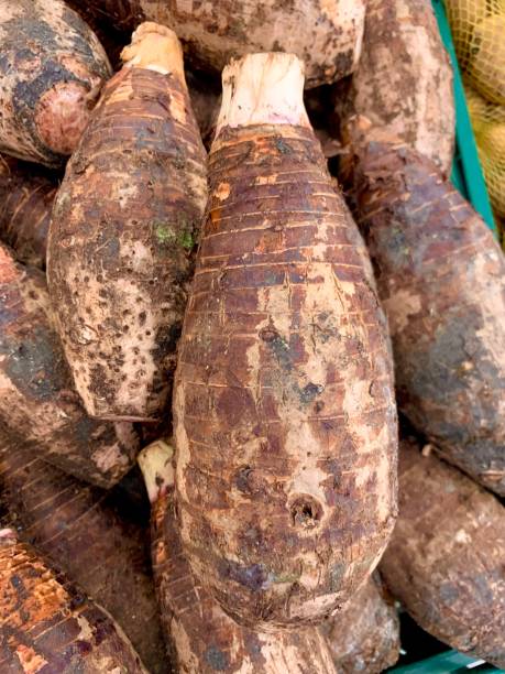 istock Taro is a biennial plant. 1337340103