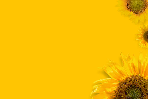 istock Sunflowers on yellow background. 1337340738