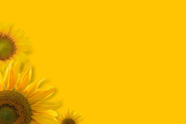 istock Sunflowers on yellow background 1337340751