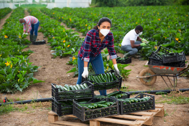 istock Latino female farmer in protective mask stocking boxes with zucchini 1337341770