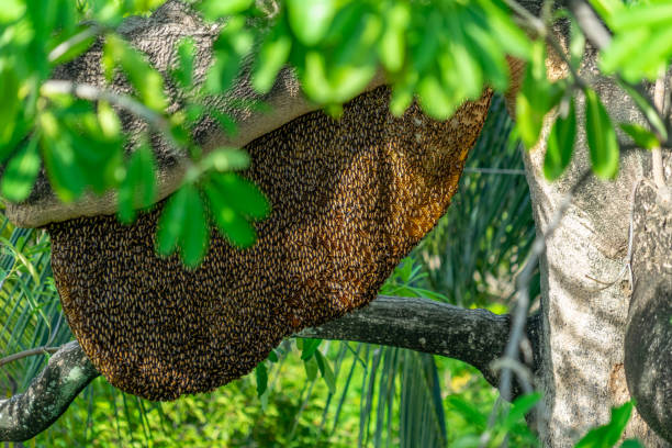 рой медоносных пчел - bee swarm of insects beehive tree стоковые фото и изображения