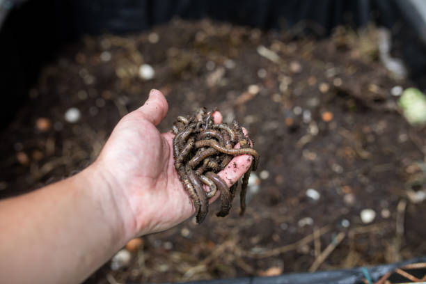 istock Close up of hand holding Earthworms 1337345310