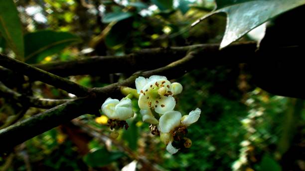 istock plant flower calophyllum brasiliense cambess - guanandi 1337345335