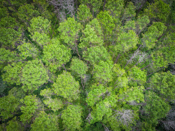istock Aerial view forest tree environment forest nature background, Texture of green tree top view forest from above landscape bird eye view pine forest asian 1337347441