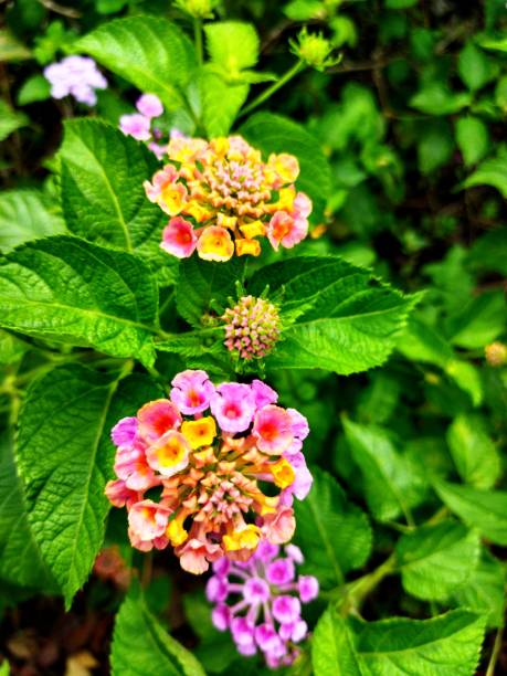 istock Lantana Camara Flower 1337348250