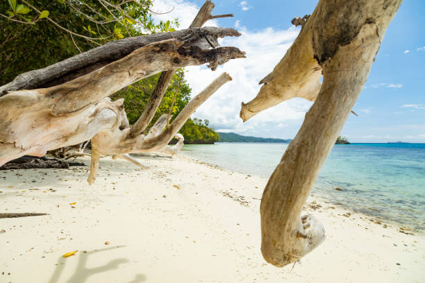 istock Paradise beach landscape, Raja Ampat, Indonesia 1337348304