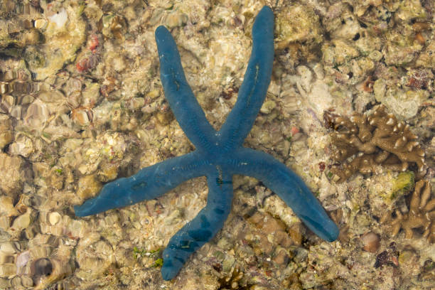 istock A blue starfish, Gam Island, Raja Ampat, Indonesia 1337348345