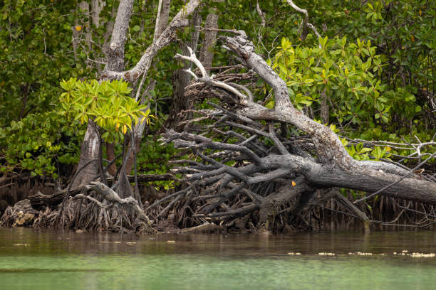 istock Roots of a huge uprooted mangrove tree, Indonesia 1337348347