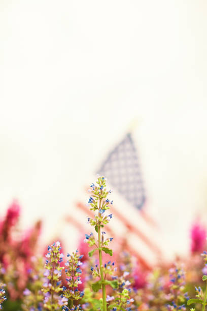 istock Salvia Plants with American Flag Defocused in Background 1337348385