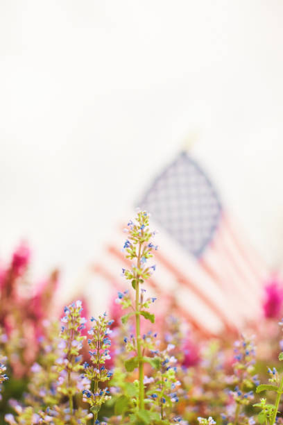 istock Salvia Plants with American Flag Defocused in Background 1337348410