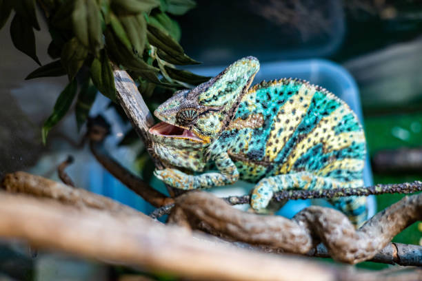istock Multicolored chameleon on green tree at tropical forest or zoo. Wild bright reptile or exotic animal 1337348427