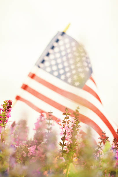 istock Salvia Plants with American Flag Defocused in Background 1337348429