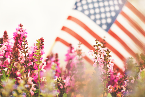 Plantas de salvia con bandera americana desenfocadas en segundo plano photo