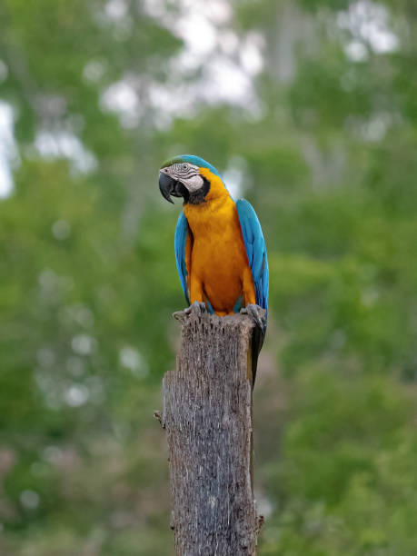istock Adult Blue-and-yellow Macaw 1337349292