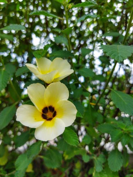 istock White Buttercup or Sage Rose Flower 1337349312
