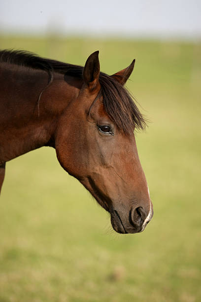 istock Portrait of a brown horse 133735182