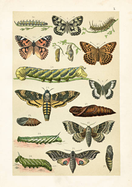 Insects:  Caterpillar hawkmoth butterfly illustration 1899 Naturgeschichte for Die Jungen - Fried Berge, 1899 caterpillar's nest stock illustrations