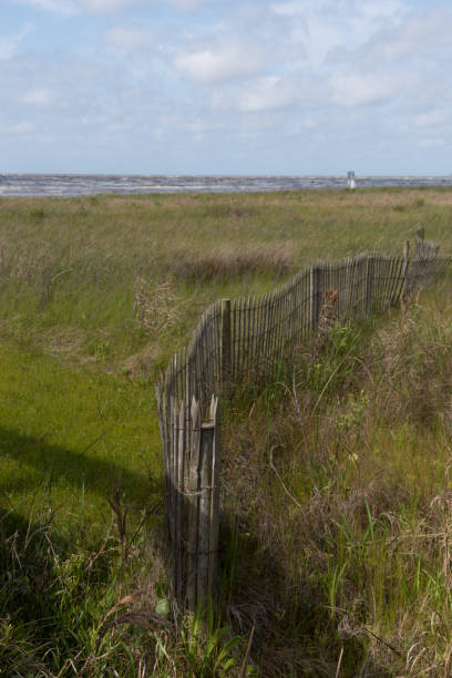 istock Grasses on the sand dunes 1337352515