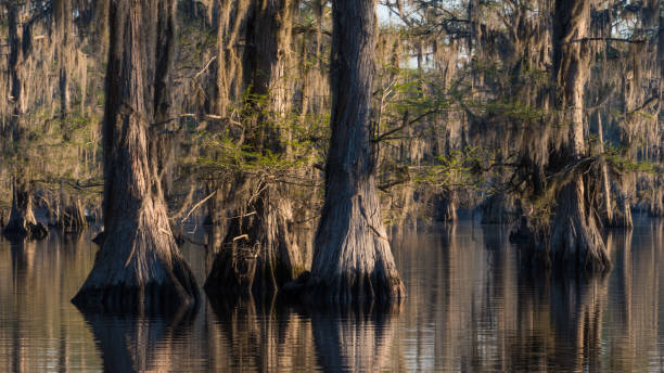 istock Old trees in a swamp. 1337352516