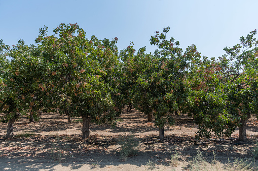 Pistachio grove in the San Joaquin Valley, Central California
