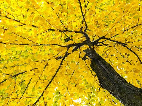 colorful yellow canopy of beech tree. natural autumn background. looking up.