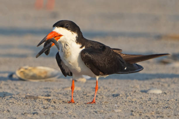 istock Black Skimmer with Fish Walking on Beach 1337356139