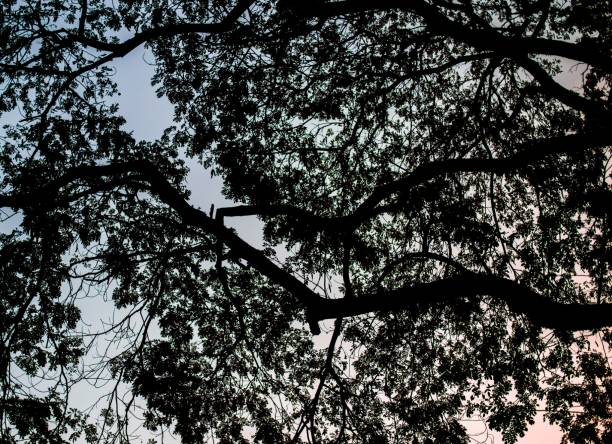 Photo of silhouette tree at sunset