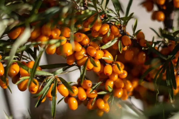 Branch with berries of sea buckthorn and green leaves on a background of grass and sky.