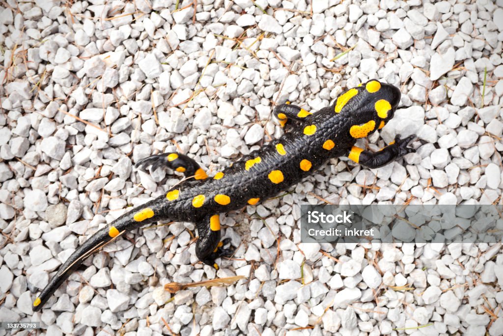 Salamandra pezzata - Foto stock royalty-free di Salamandra