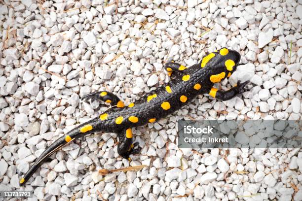 Salamandra Pezzata - Fotografie stock e altre immagini di Salamandra - Salamandra, Salamandra pezzata, Anfibio