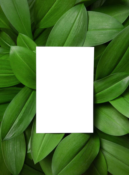 istock White invitation card mockup on leaves background. 1337358774
