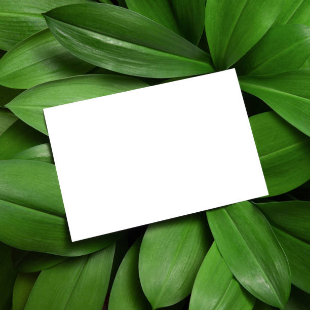 istock White invitation card mockup on leaves background. 1337358778