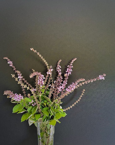 Vertical still life close up of purple flowers of Tulsi Holy basil herb against black textured background