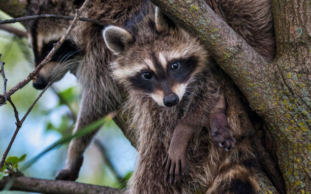 istock raccoon hanging out on a tree 1337360593