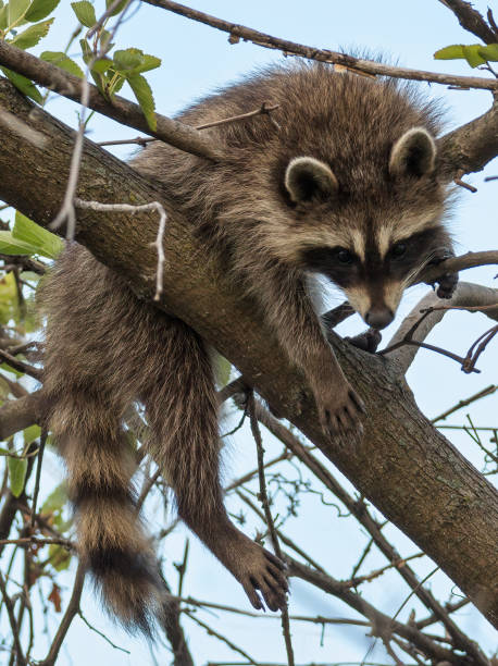 istock raccoon hanging out on a tree 1337360609