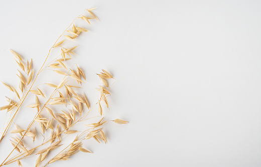 Rye, oats, lavender, decorative grass in bouquets lies on a white horizontal background. Copy space, isolated background
