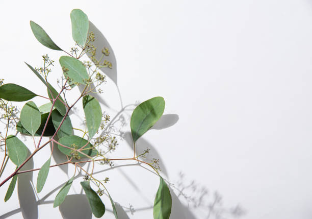 istock fresh eucalyptus branch on a white  background with hard shadows. Top view and copy space 1337360811