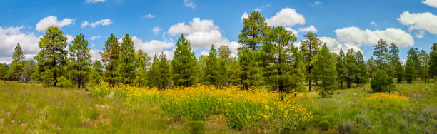istock Meadow of Golden Crownbeard 1337360859