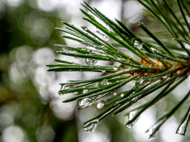 istock clean shiny raindrops on pine needles in the forest 1337361640