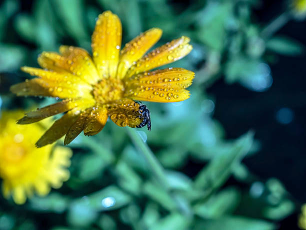 istock flower of calendula with rain drops, macro 1337361655