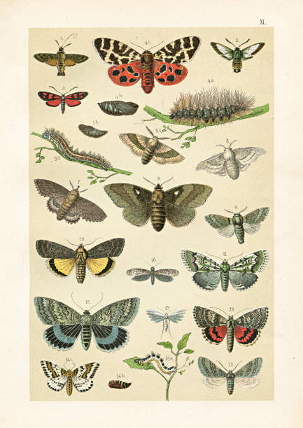 istock Moths:  Burnet, Tiger, Lackey, Cooper, Pine, Winter, Burren green illustration 1899 1337362614