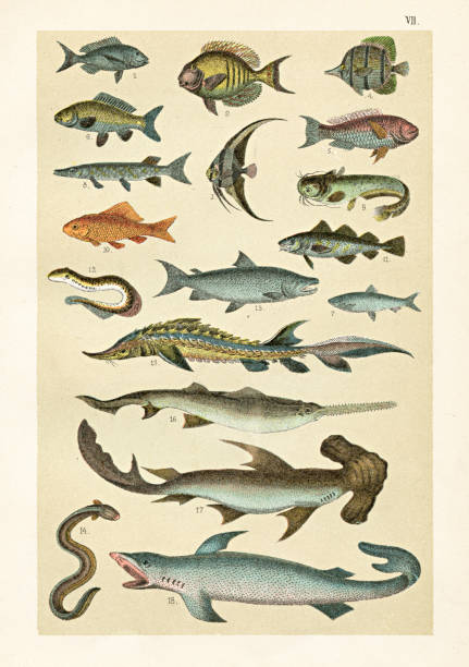 Naturgeschichte for Die Jungen - Fried Berge, 1899