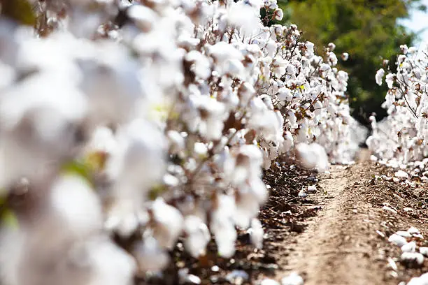 Cotton field ready for harvest.