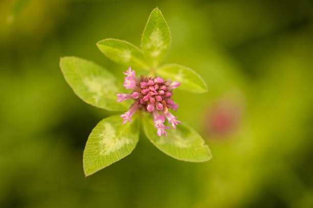 Red clover - Trifolium Pratense in the Meadow in Springtime
