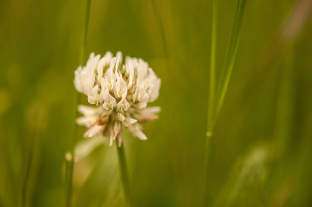 White Clover -Trifolium Repens in the Meadow in Springtime