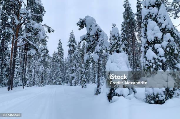 Snowy Road Among Fir And Pine Trees In Frostcovered Forest Winter Landscape Stock Photo - Download Image Now