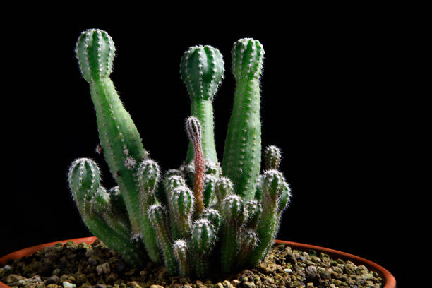 istock close up beautiful cactus in planting pot against dark background 1337368859