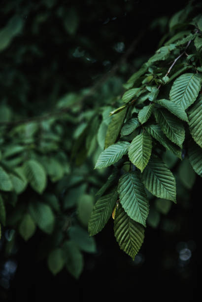 istock Leaves of trees 1337368875