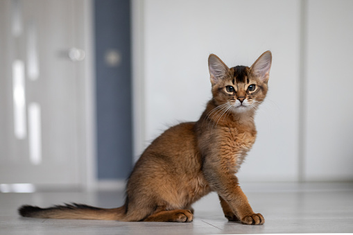 A Somali kitten sits on the floor and looks at the camera